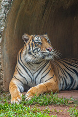 The Sumatran tiger is a population of Panthera tigris sondaica on the Indonesian island of Sumatra