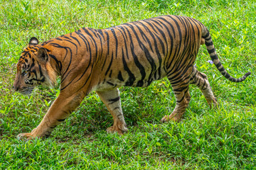 Fototapeta premium The Sumatran tiger is a population of Panthera tigris sondaica on the Indonesian island of Sumatra