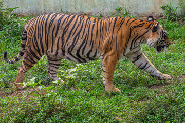 The Sumatran tiger is a population of Panthera tigris sondaica on the Indonesian island of Sumatra