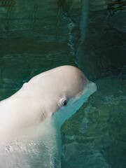 Big and beautiful whale in the water. Vertical view.