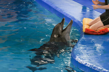 Show with dolphins. the trainer works with a trained dolphin in the pool.