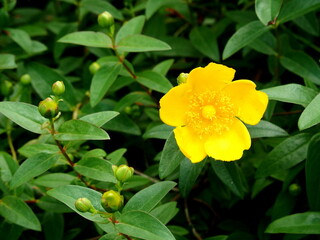 咲き始めたキンシバイの花