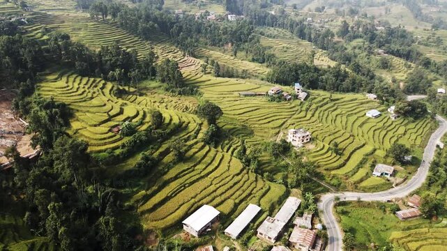aerial view of terrace paddy farmland in Nuwakot, Nepal.