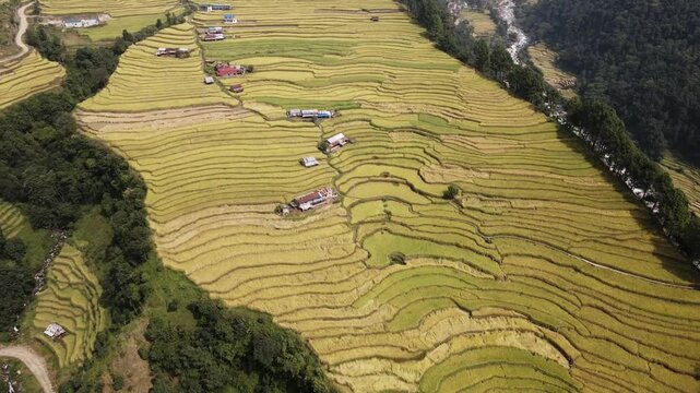 aerial view of terrace paddy farmland in Nuwakot, Nepal.