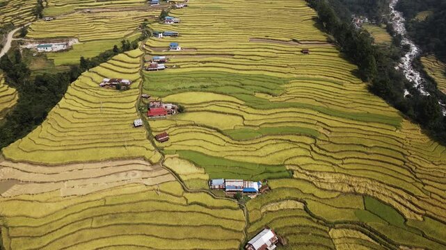 aerial view of terrace paddy farmland in Nuwakot, Nepal.