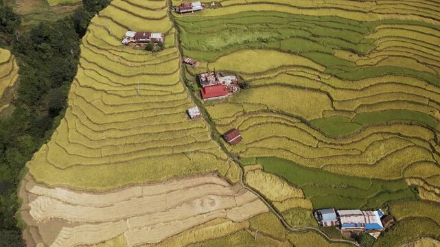 aerial view of golden crops terrace paddy farmland in Nuwakot, Nepal.