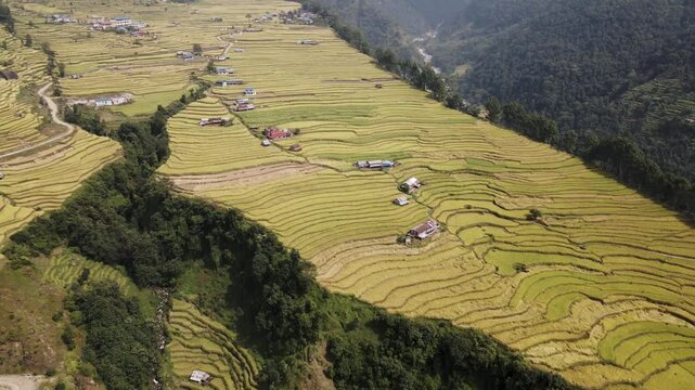 aerial view of terrace paddy farmland in Nuwakot, Nepal.