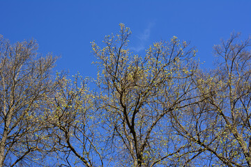 Fototapeta premium some bare trees in the blue sky background wallpaper 