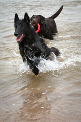 Belgian Sheepdog (Shepherd) Groenendael and Chocolate Labrador playing in the sea, labrador has a red rubber ring in its mouth