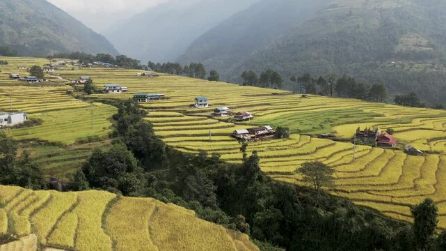 aerial view of terrace paddy farmland in Nuwakot, Nepal.