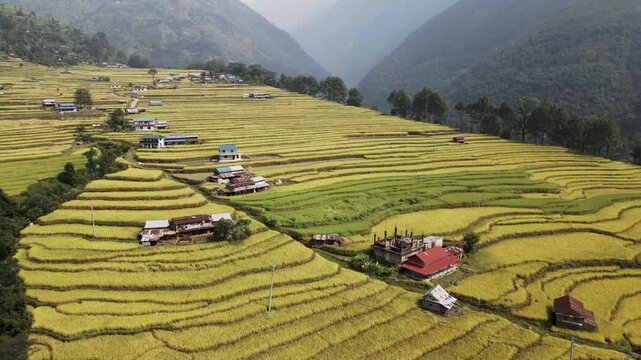 aerial view of terrace paddy farmland in Nuwakot, Nepal.