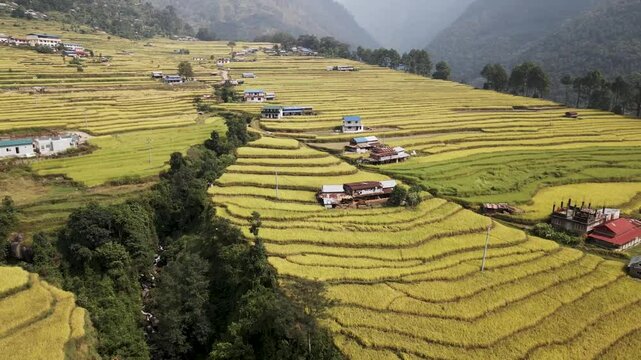 aerial view of terrace paddy farmland in Nuwakot, Nepal.