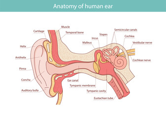Anatomy of the human ear. Internal structure of the ears, medical vector illustration