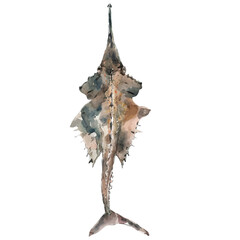 A watercolor drawing of a Sawfish, isolated on a white background. Sawfish vector.