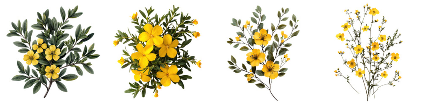 Vibrant Yellow Hibbertia Flower Blooms on Green Leafy Branch Against Clean White Background