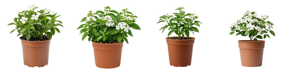 Beautiful Jasmine Sambac Flower in Terracotta Pot on Pristine White Background