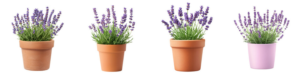 Fototapeta premium Lavender Flower Pots Against White Background for and Wellness