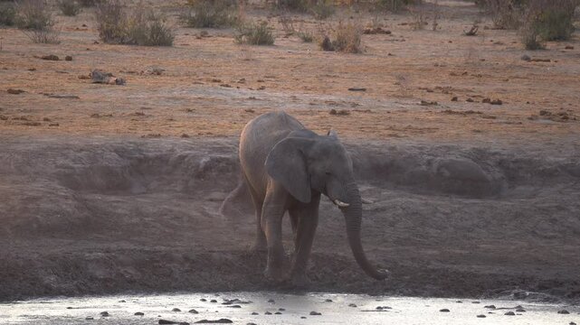 Elephant spreading mud on skin in the Khaudum National Park in Namibia, Africa.