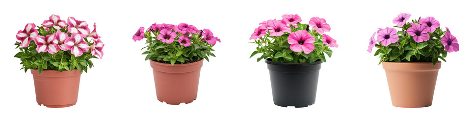 Naklejka premium Vibrant Petunia Wave Flower Potted Plant on White Background