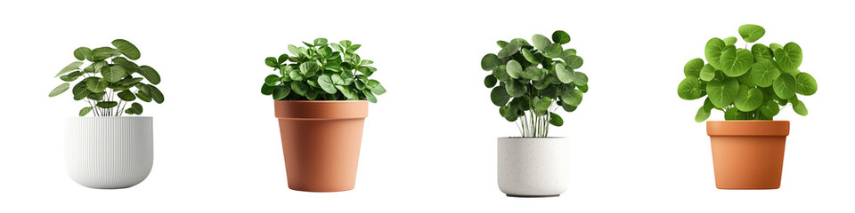 Fototapeta premium Vibrant Pilea Plant in Ceramic Pot on White Background