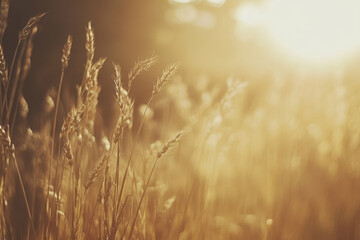Fototapeta premium Textured wheat field, golden stalks swaying gently under soft sunlight, calming and organic