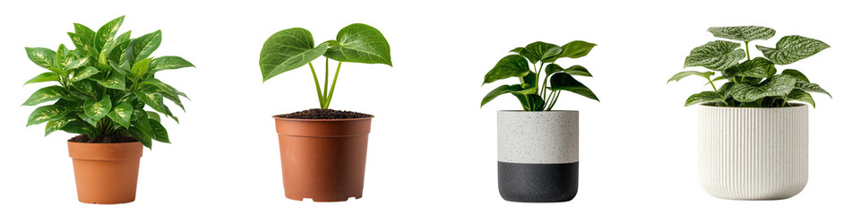 Lush Scindapsus Houseplant in Modern Minimalist Ceramic Pot on White Background