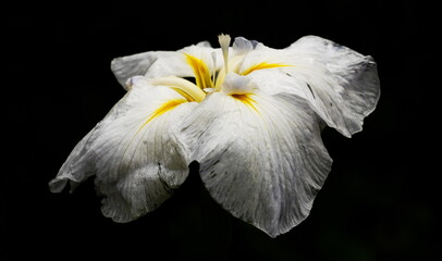 faded beauty,verblühte schönheit © Heiner Witthake