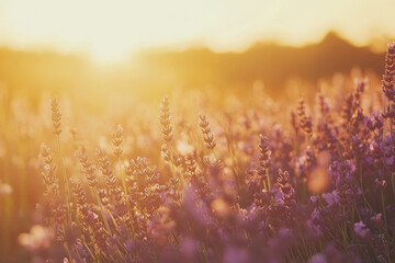 Textured field of lavender, vibrant purple flowers stretching under a golden sunset, serene and natural