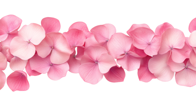 Elegant pink flowers on a striking black background, captivating image of blossoming beauty and delicate nature's contrast - Powered by Adobe