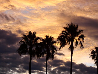 Obraz premium palm trees at dusk