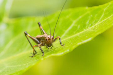 Grasshopper on a leaf
