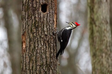 The pileated woodpecker ( Dryocopus pileatus).The bird native to North America.