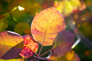 autumn  scumpia leaves background