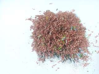 Pencil shavings isolated on white background