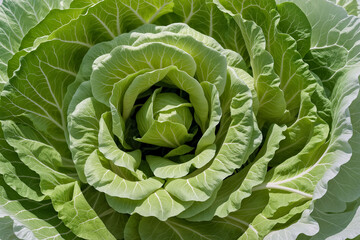 Obraz premium A head of cabbage photographed to resemble a blooming rose.