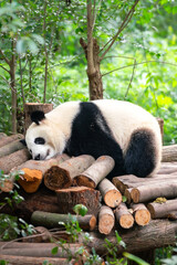 A cute giant panda is speeling on the wooden timber in the forest environment. Animal in the wild...