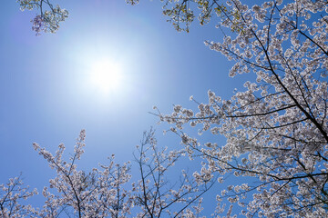 桜と青空の太陽20220403
