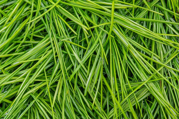 Textured pine needles, vibrant green spikes with small dewdrops under sunlight, fresh and organic