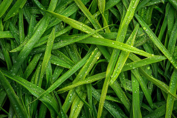 Textured pine needles, vibrant green spikes with small dewdrops under sunlight, fresh and organic