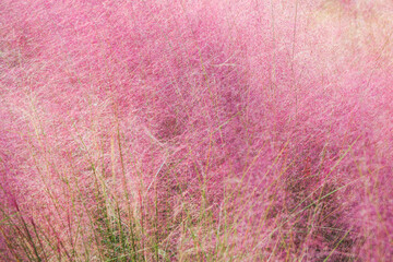 Pink muhly found in the park. Muhlenbergia capillaris, Hairawn muhly