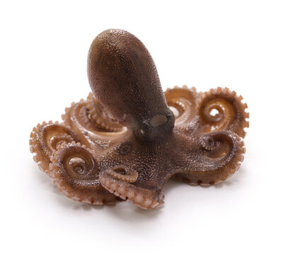 Iidako (ocellated octopus), Japanese seafood
