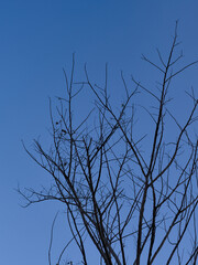 tree branches against blue sky