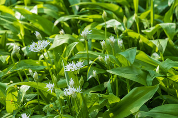 Allium ursinum Bärlauch