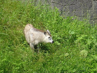 Naklejka premium 住宅地に現れたニホンカモシカ