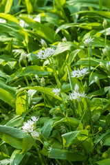 Obraz premium Allium ursinum Bärlauch