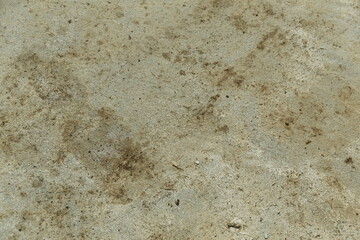 The background texture of the cement floor is gray