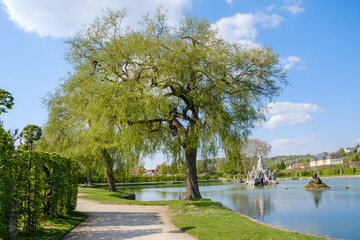 Salix alba 'Tristis' am Ufer eines Parksees