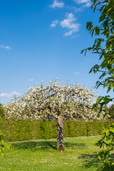 Pyrus communis geschnittener Birnbaum Habitus in Blüte