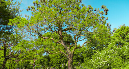 Korean Traditional Building in Secret Garden or Huwon of Changdeokgung Palace with beautiful autumn...