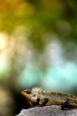 Colorful lizard on a rock with blurred background.